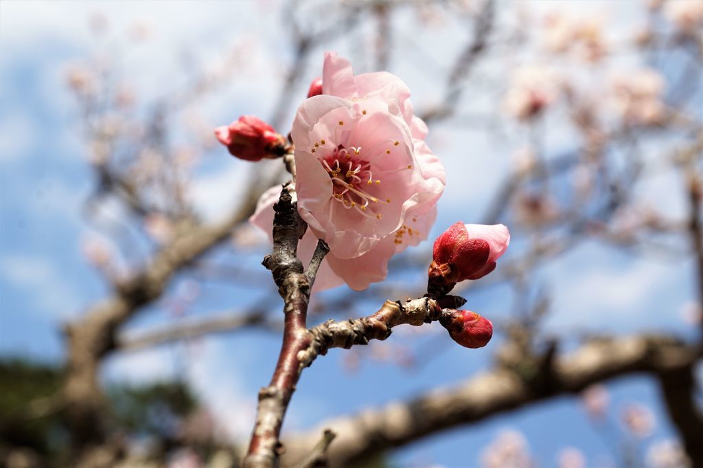 f:id:ohirune-manbou:20190218111535j:plain