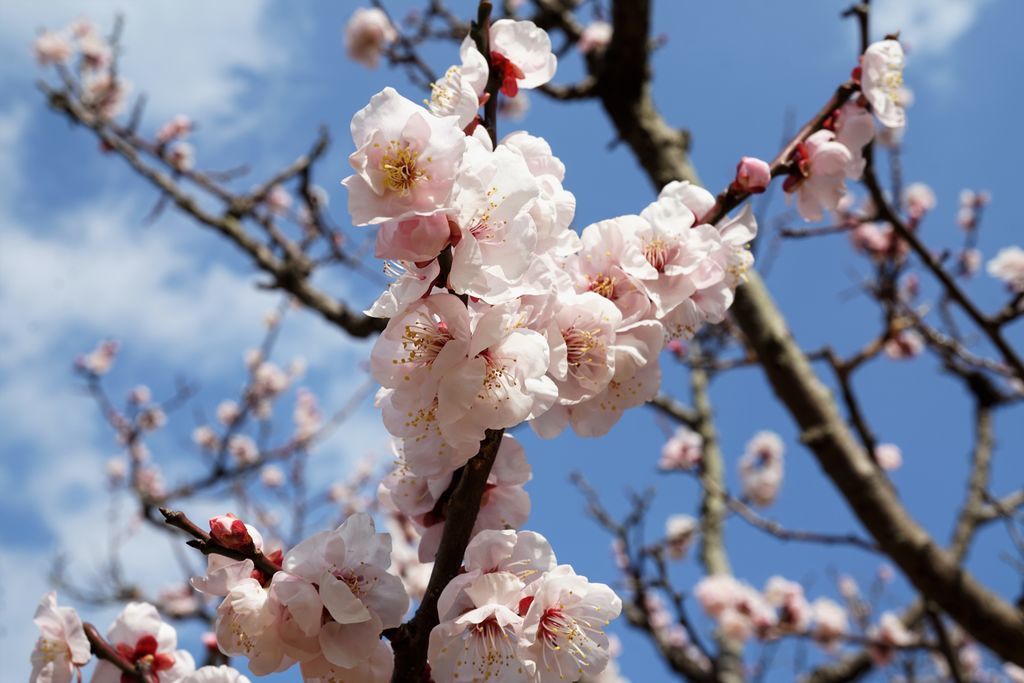 f:id:ohirune-manbou:20190218114553j:plain