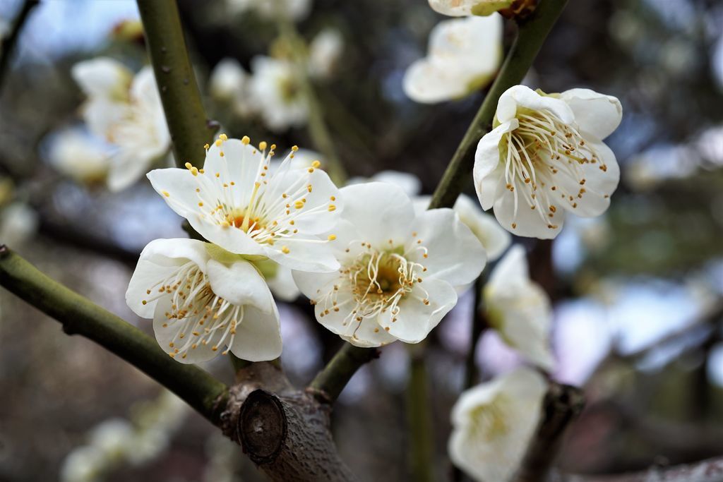 f:id:ohirune-manbou:20190218114642j:plain