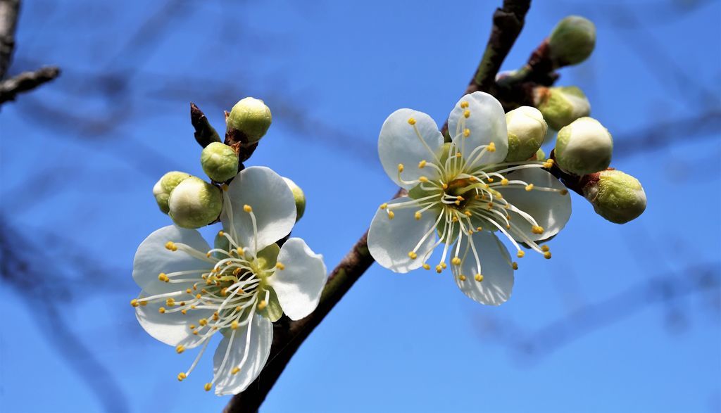 f:id:ohirune-manbou:20190220231751j:plain