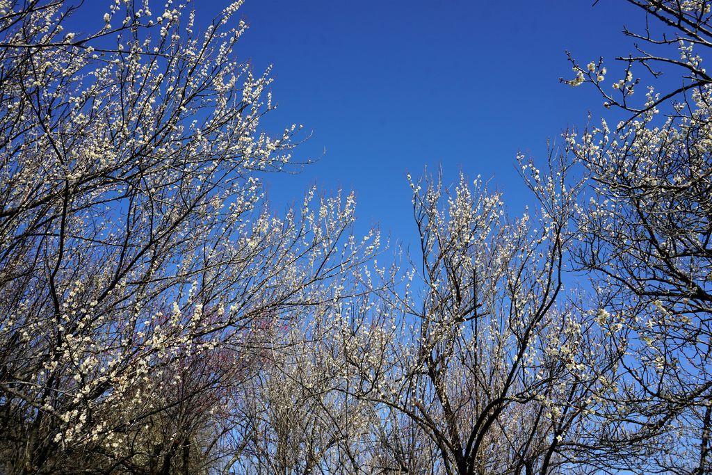 f:id:ohirune-manbou:20190220232750j:plain