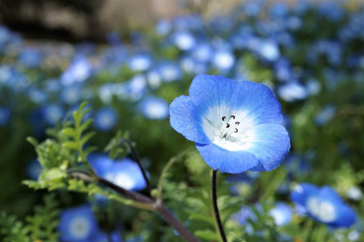 f:id:ohirune-manbou:20190320230534j:plain f:id:ohirune-manbou:20190320230534j:plain