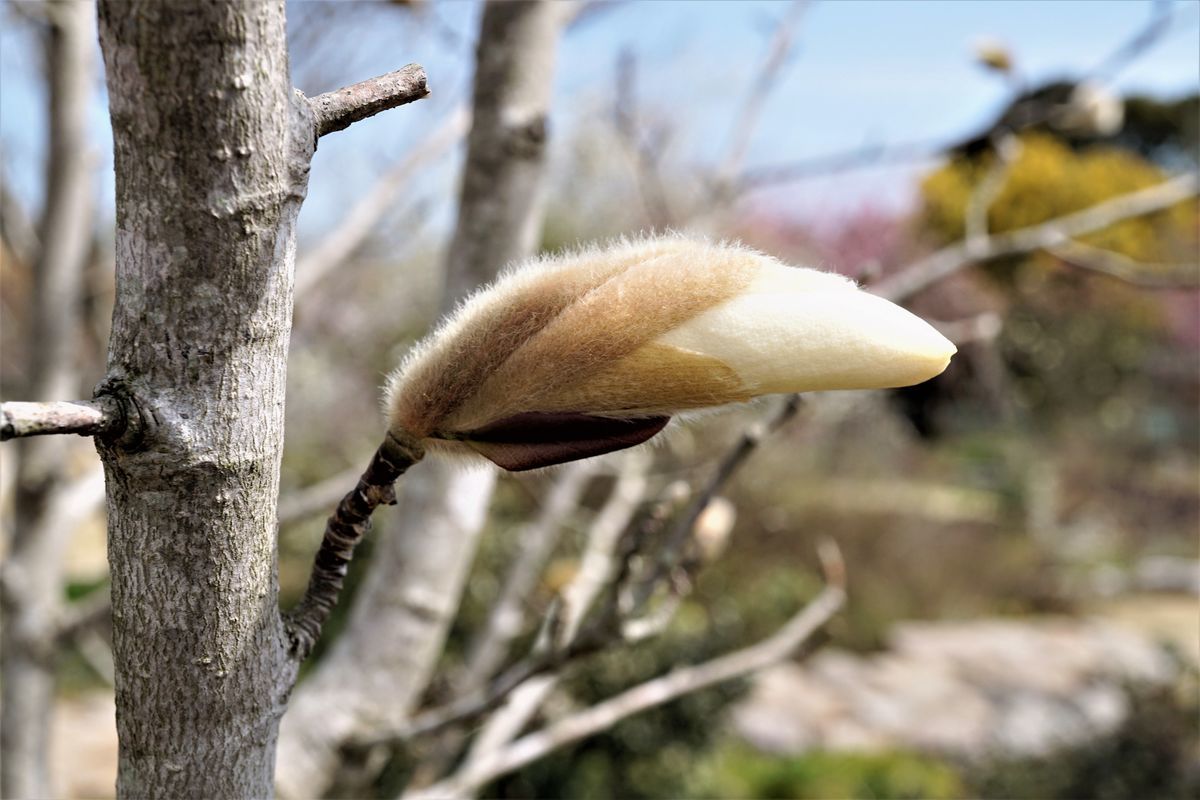f:id:ohirune-manbou:20190320233031j:plain f:id:ohirune-manbou:20190320233031j:plain