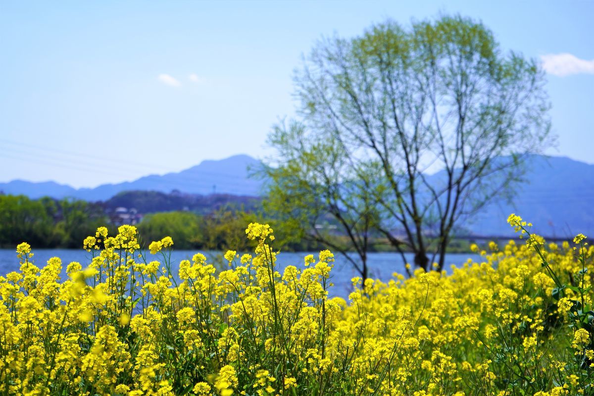 f:id:ohirune-manbou:20190324220022j:plain