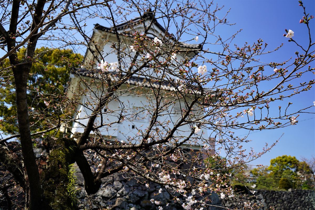 f:id:ohirune-manbou:20190326213705j:plain