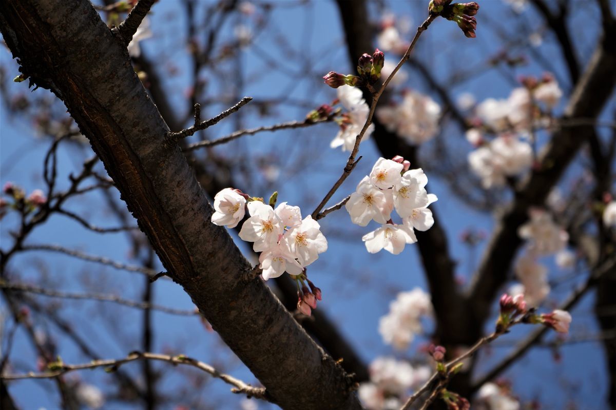 f:id:ohirune-manbou:20190326214513j:plain