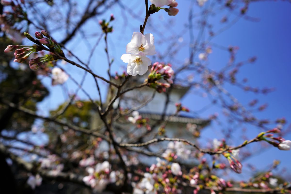 f:id:ohirune-manbou:20190326215845j:plain