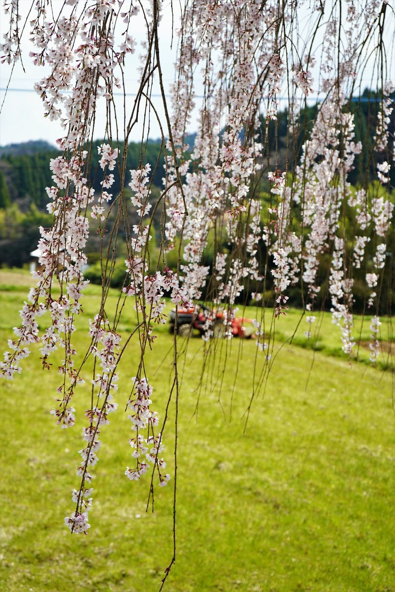 f:id:ohirune-manbou:20190411193815j:plain