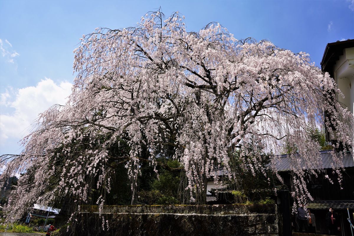 f:id:ohirune-manbou:20190411194158j:plain