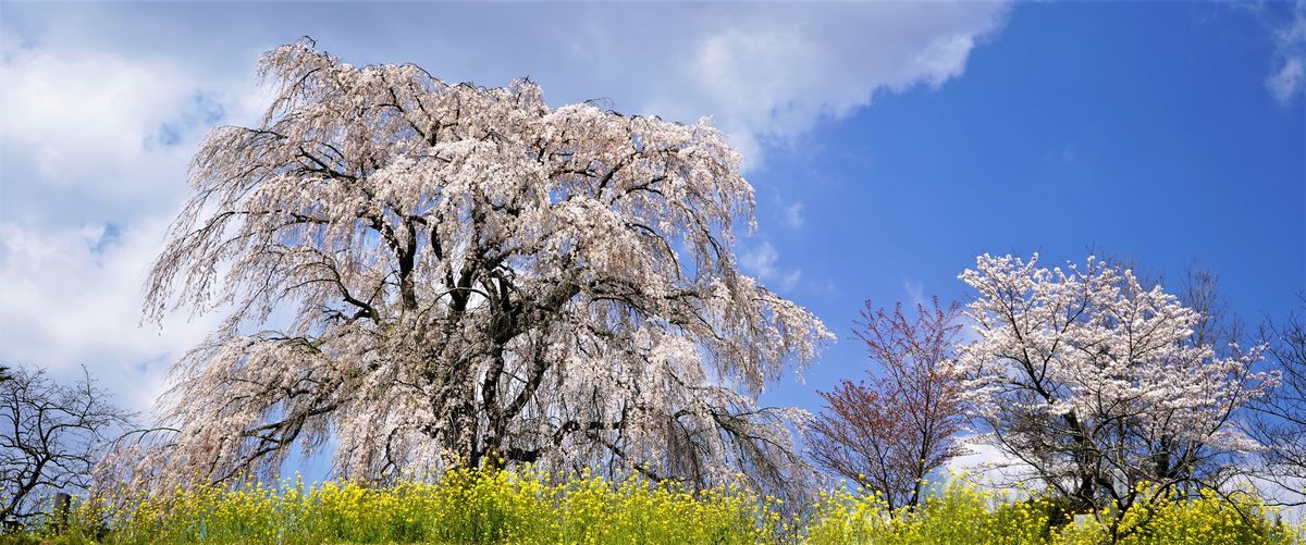 f:id:ohirune-manbou:20190411205045j:plain