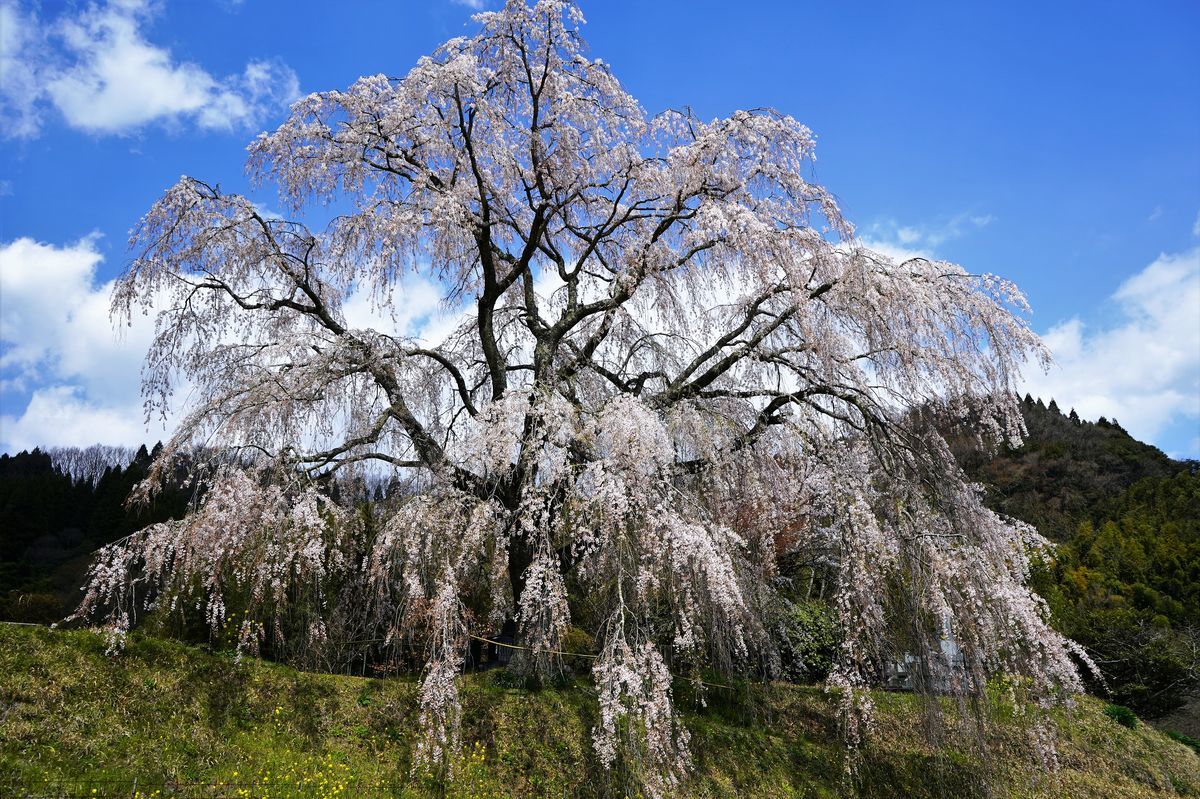 f:id:ohirune-manbou:20190411210751j:plain