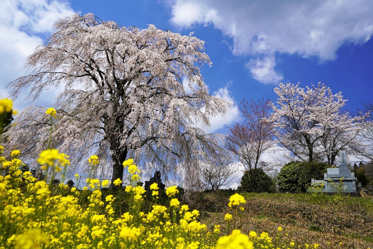 f:id:ohirune-manbou:20190411210840j:plain