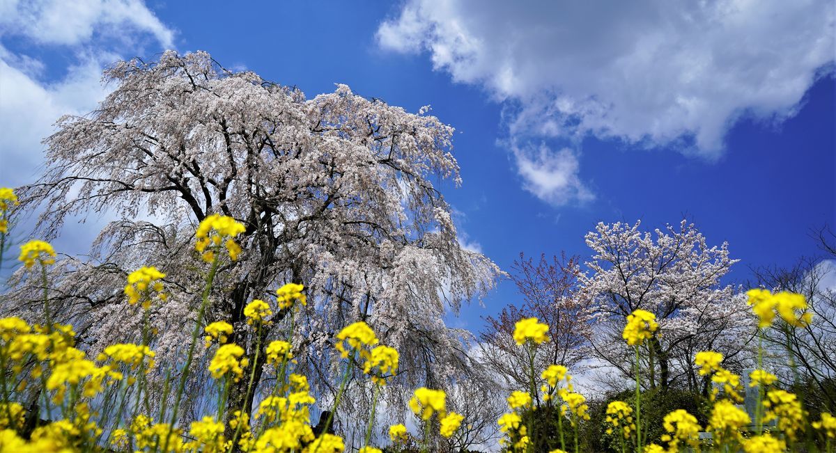 f:id:ohirune-manbou:20190411211122j:plain