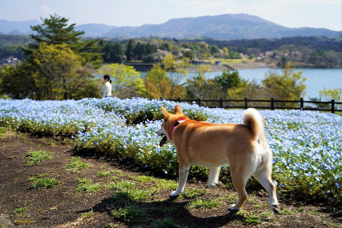 f:id:ohirune-manbou:20190412213254j:plain