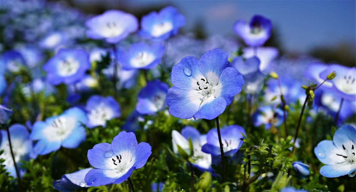 f:id:ohirune-manbou:20190412214956j:plain f:id:ohirune-manbou:20190412214956j:plain