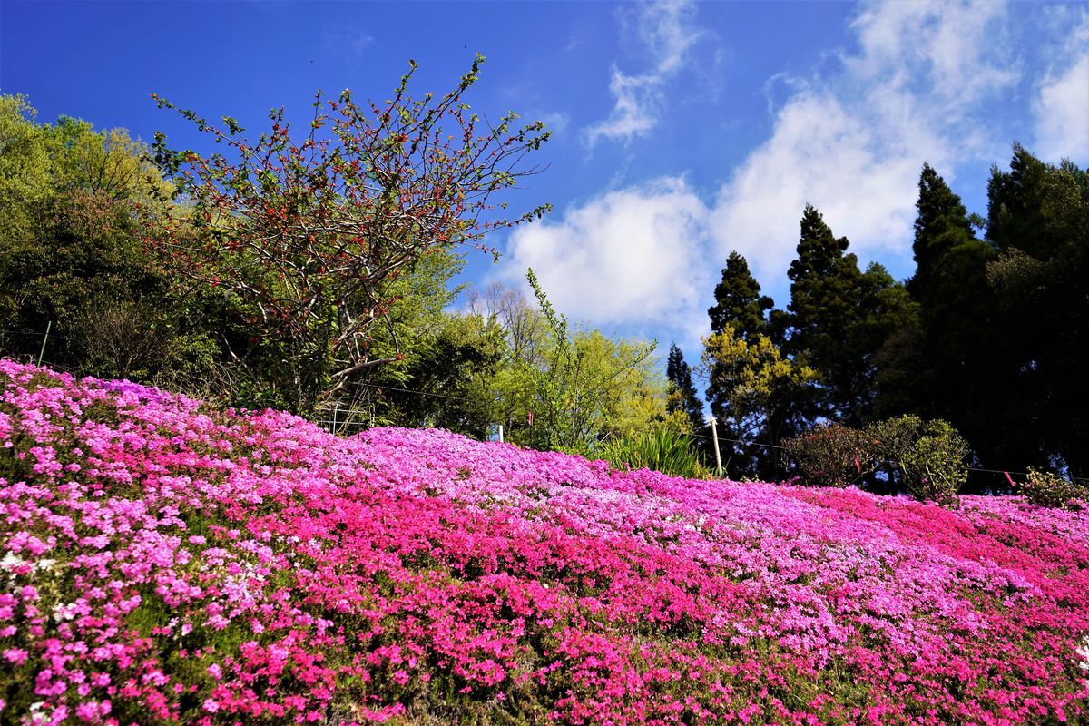 f:id:ohirune-manbou:20190417214413j:plain