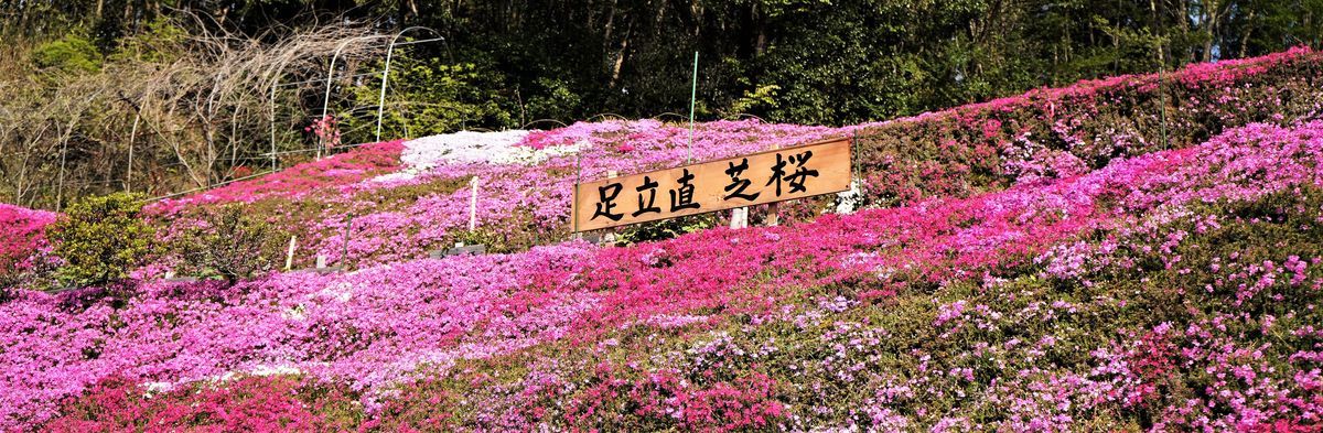 f:id:ohirune-manbou:20190417215634j:plain