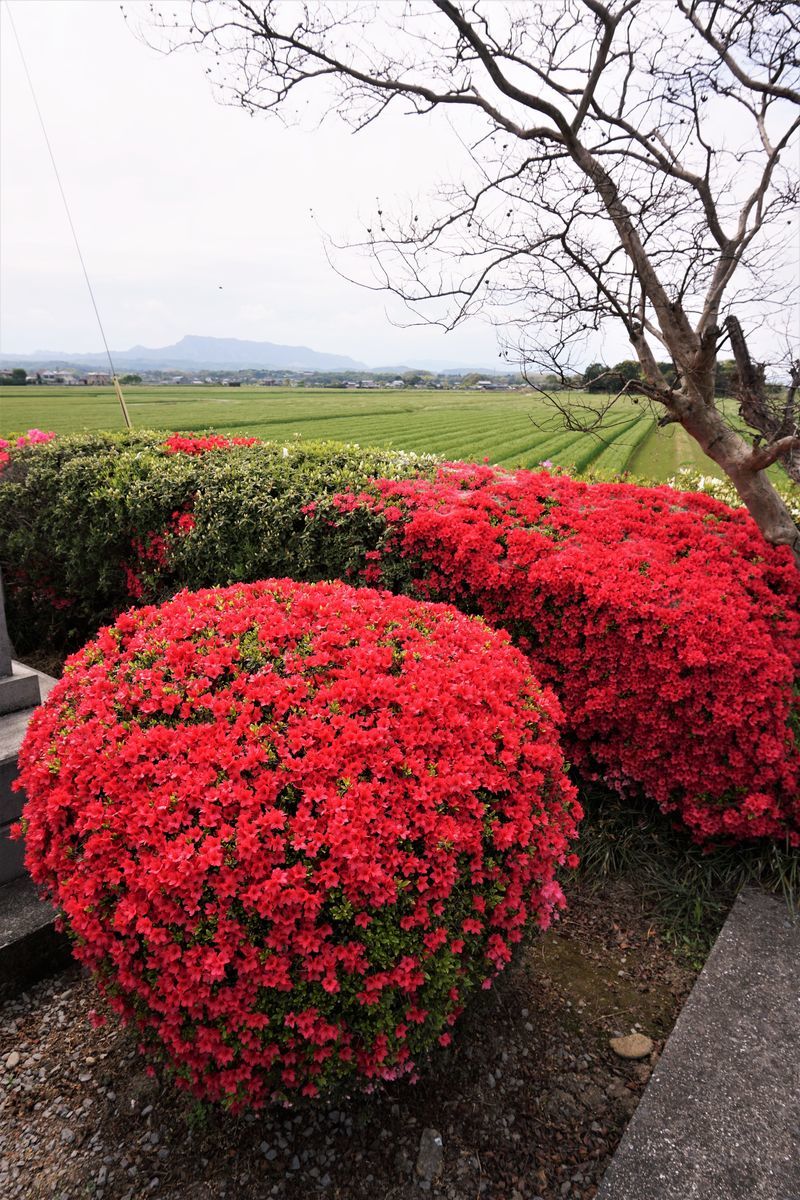 f:id:ohirune-manbou:20190418221158j:plain