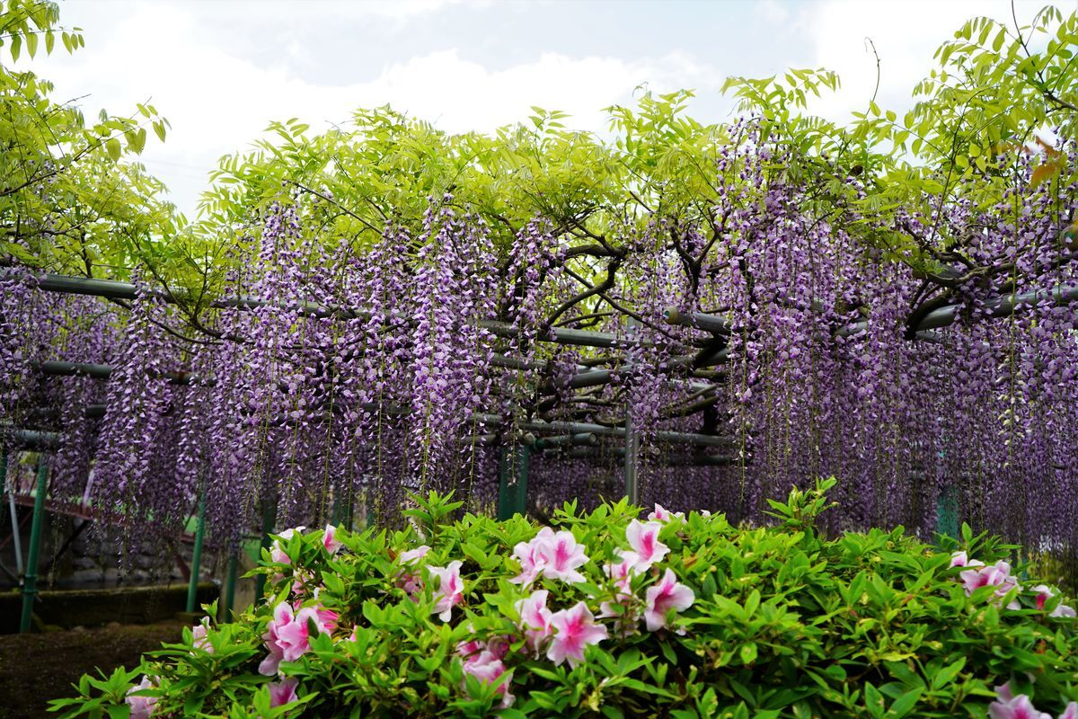f:id:ohirune-manbou:20190427225712j:plain