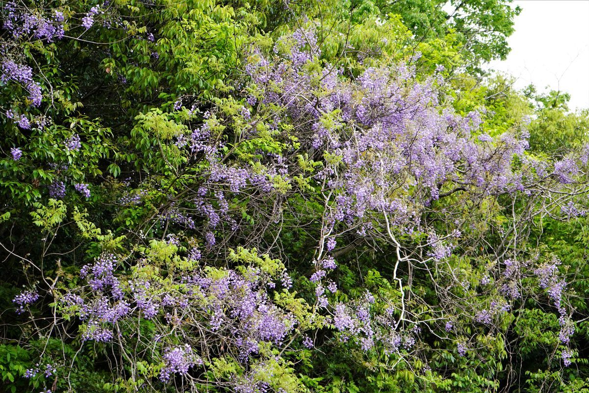 f:id:ohirune-manbou:20190428214119j:plain