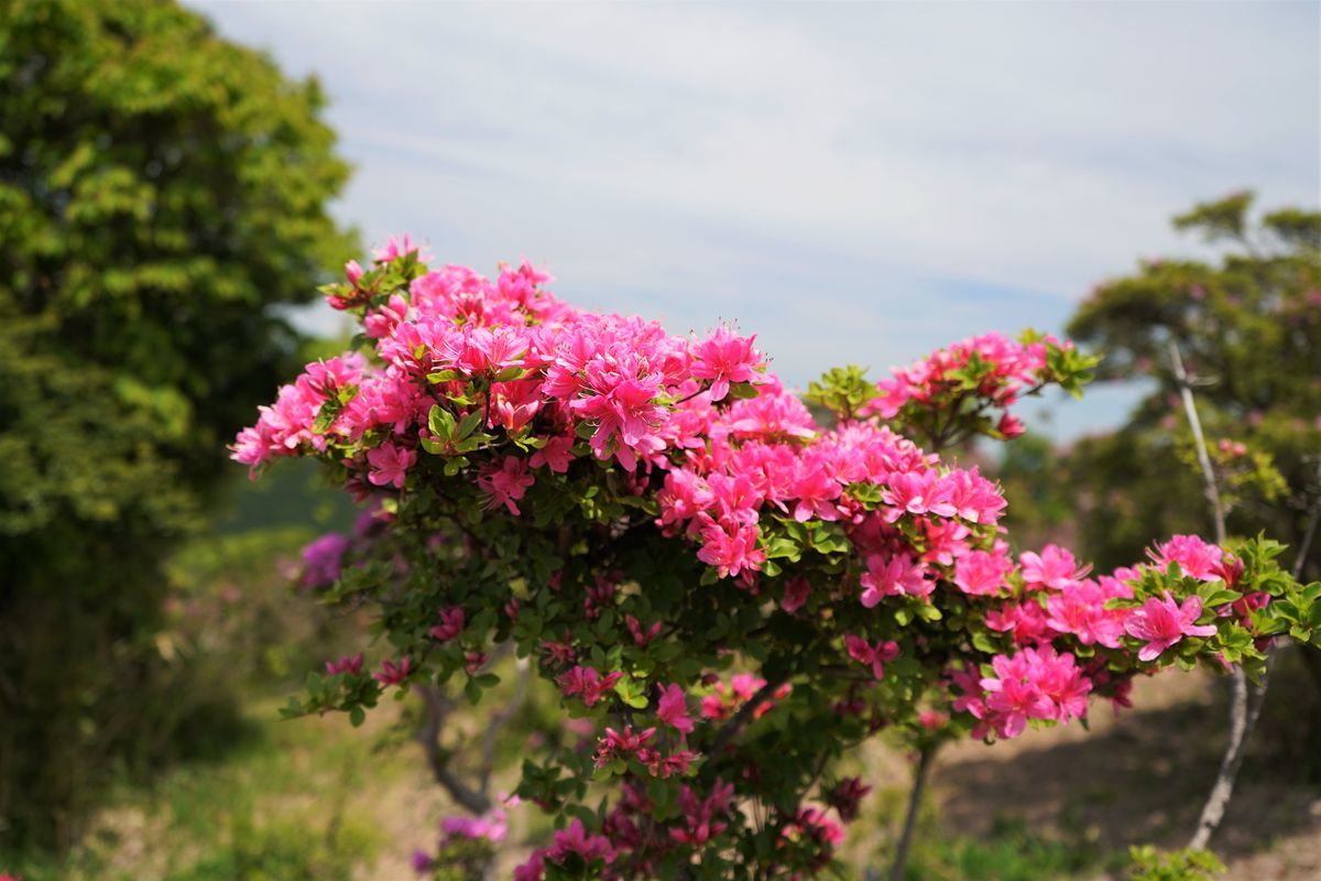 f:id:ohirune-manbou:20190509182817j:plain