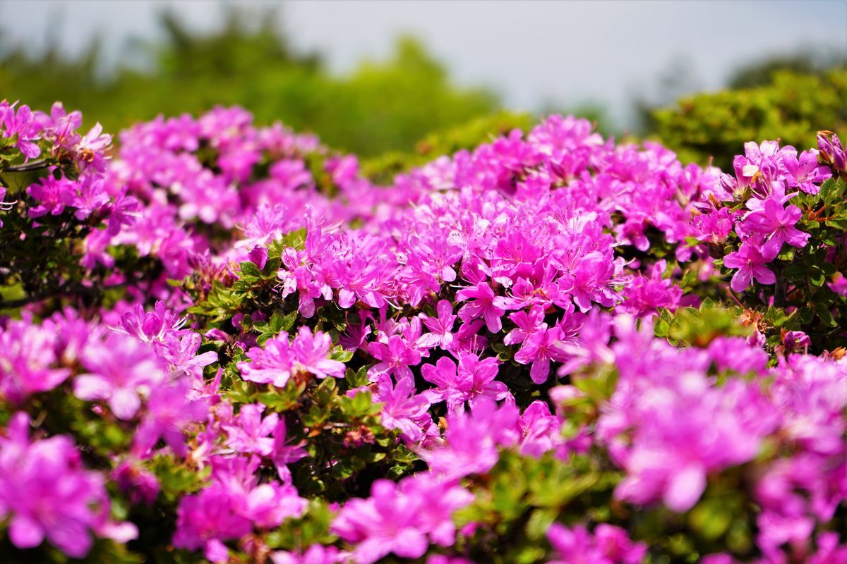 f:id:ohirune-manbou:20190509182927j:plain