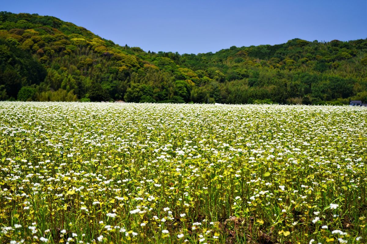 f:id:ohirune-manbou:20190522230831j:plain