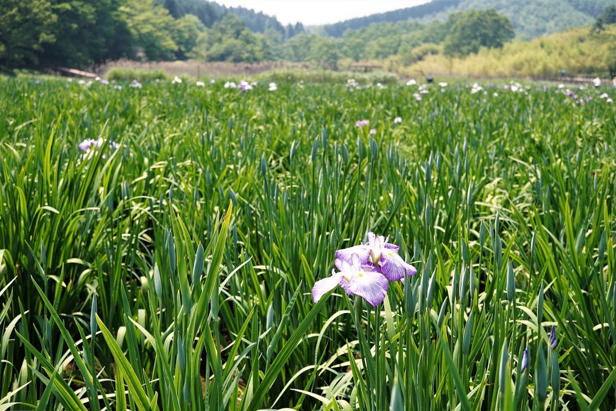 f:id:ohirune-manbou:20190607185116j:plain