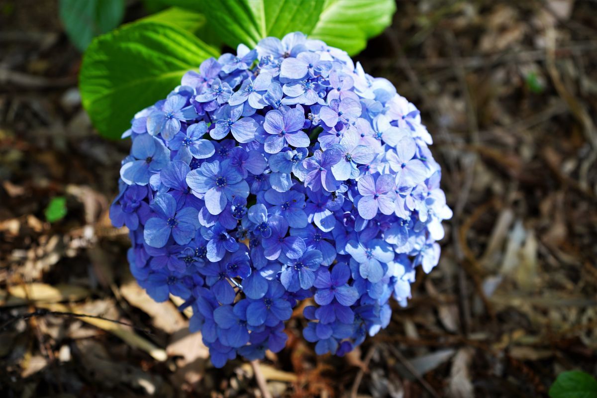 f:id:ohirune-manbou:20190625220440j:plain f:id:ohirune-manbou:20190625220440j:plain
