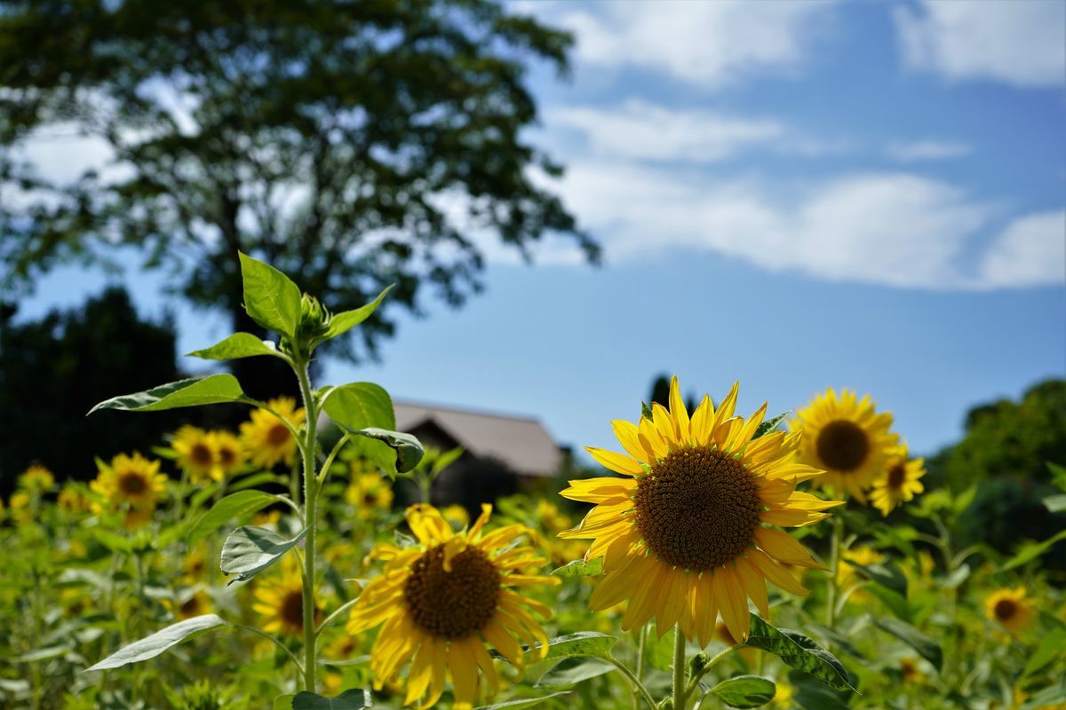 f:id:ohirune-manbou:20190625223003j:plain f:id:ohirune-manbou:20190625223003j:plain