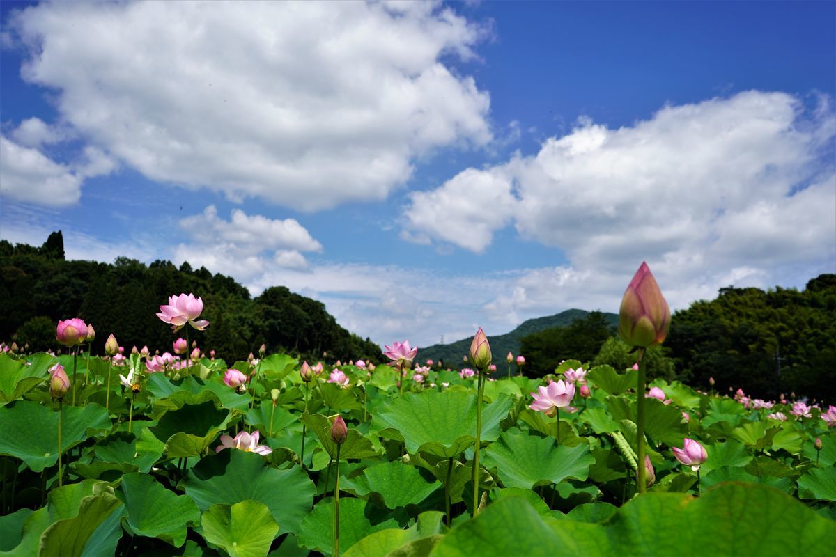 f:id:ohirune-manbou:20190712220944j:plain