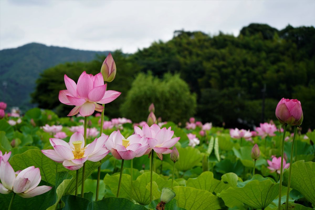 f:id:ohirune-manbou:20190712221754j:plain