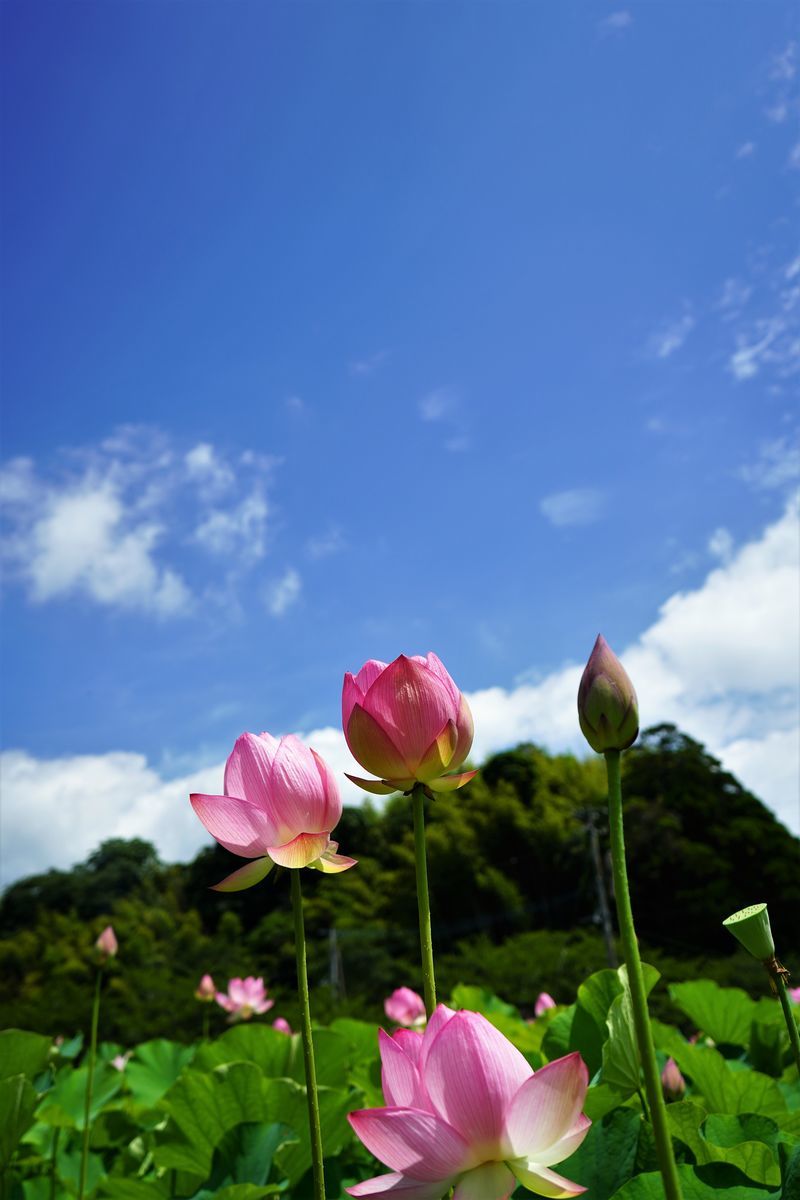f:id:ohirune-manbou:20190712225744j:plain