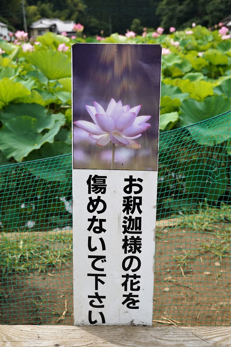 f:id:ohirune-manbou:20190712230757j:plain