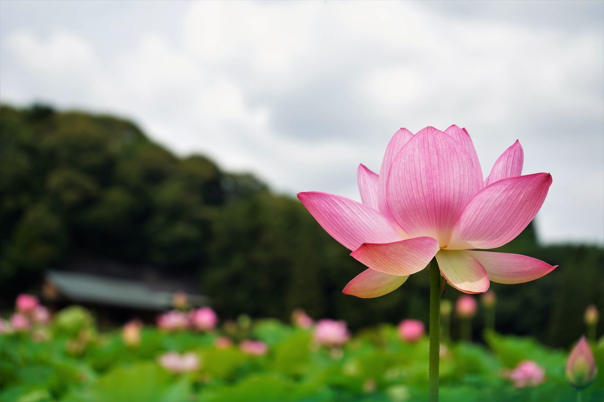 f:id:ohirune-manbou:20190712232916j:plain