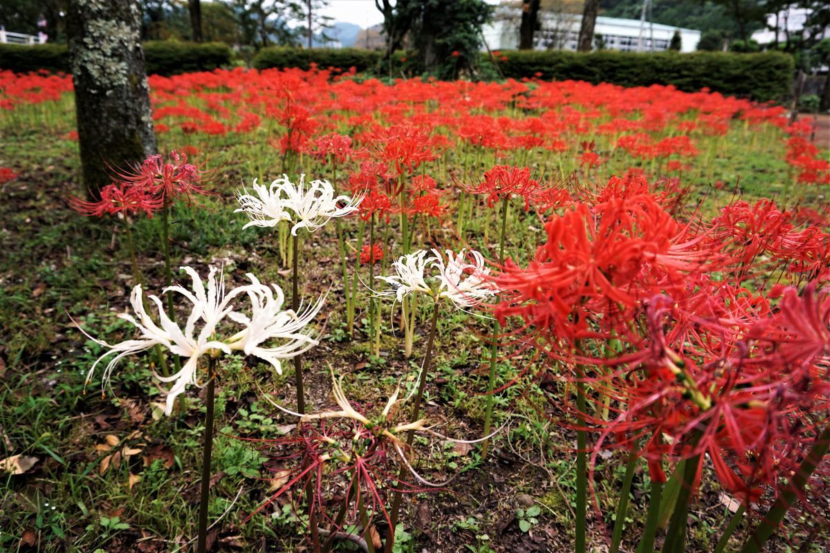 f:id:ohirune-manbou:20190930212810j:plain