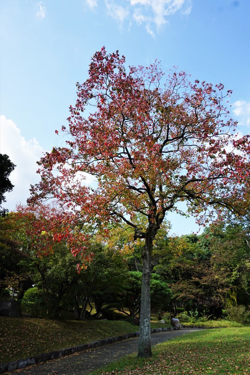 f:id:ohirune-manbou:20191112220729j:plain