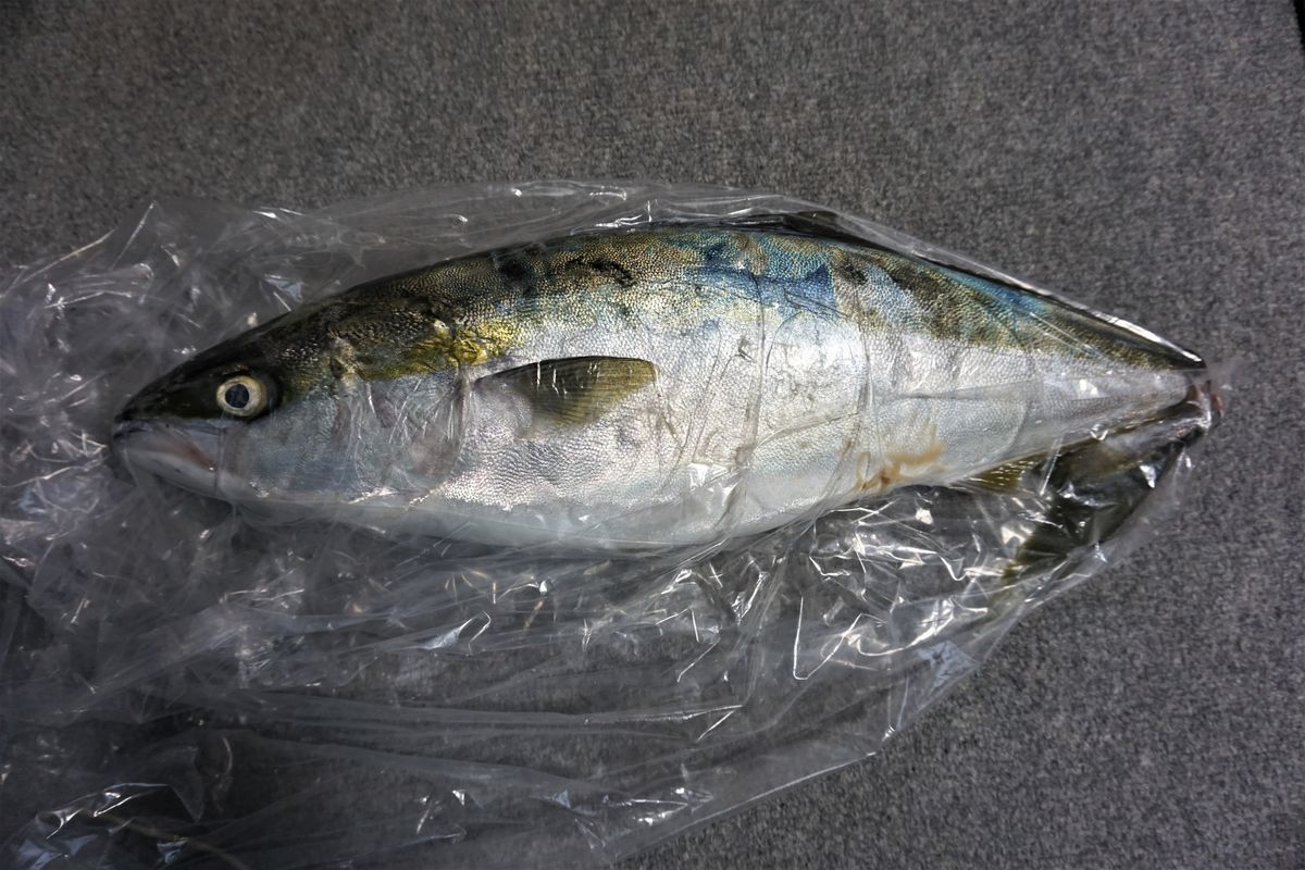 f:id:ohirune-manbou:20191127115228j:plain