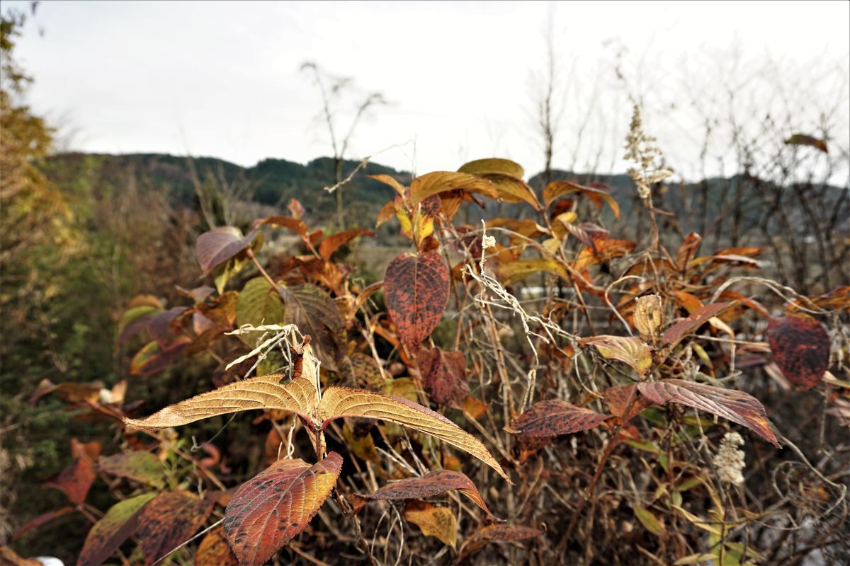 f:id:ohirune-manbou:20191226222046j:plain
