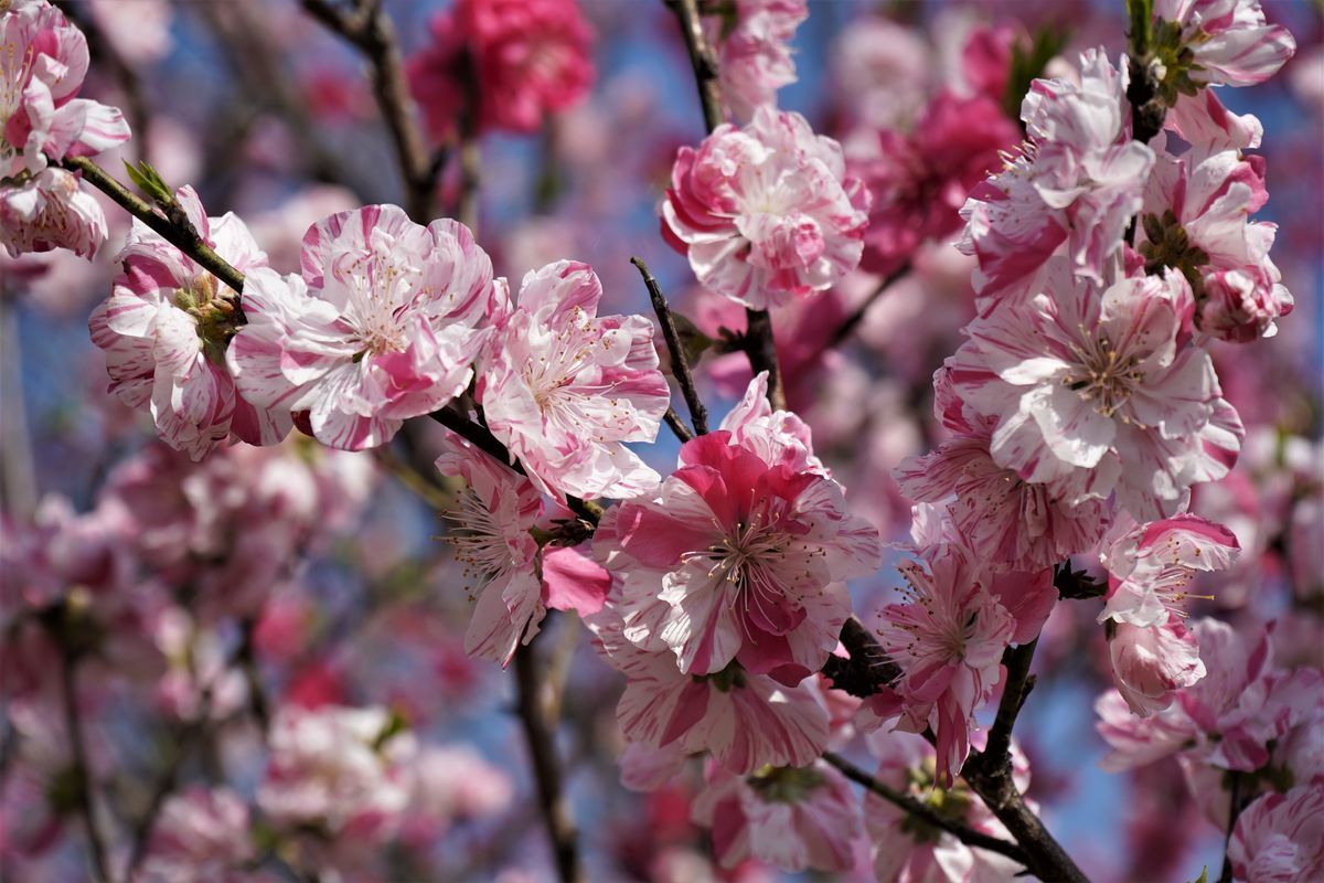 f:id:ohirune-manbou:20200329214643j:plain