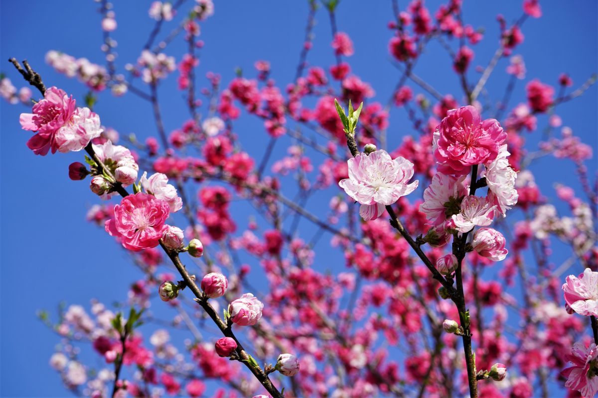 f:id:ohirune-manbou:20200329223247j:plain