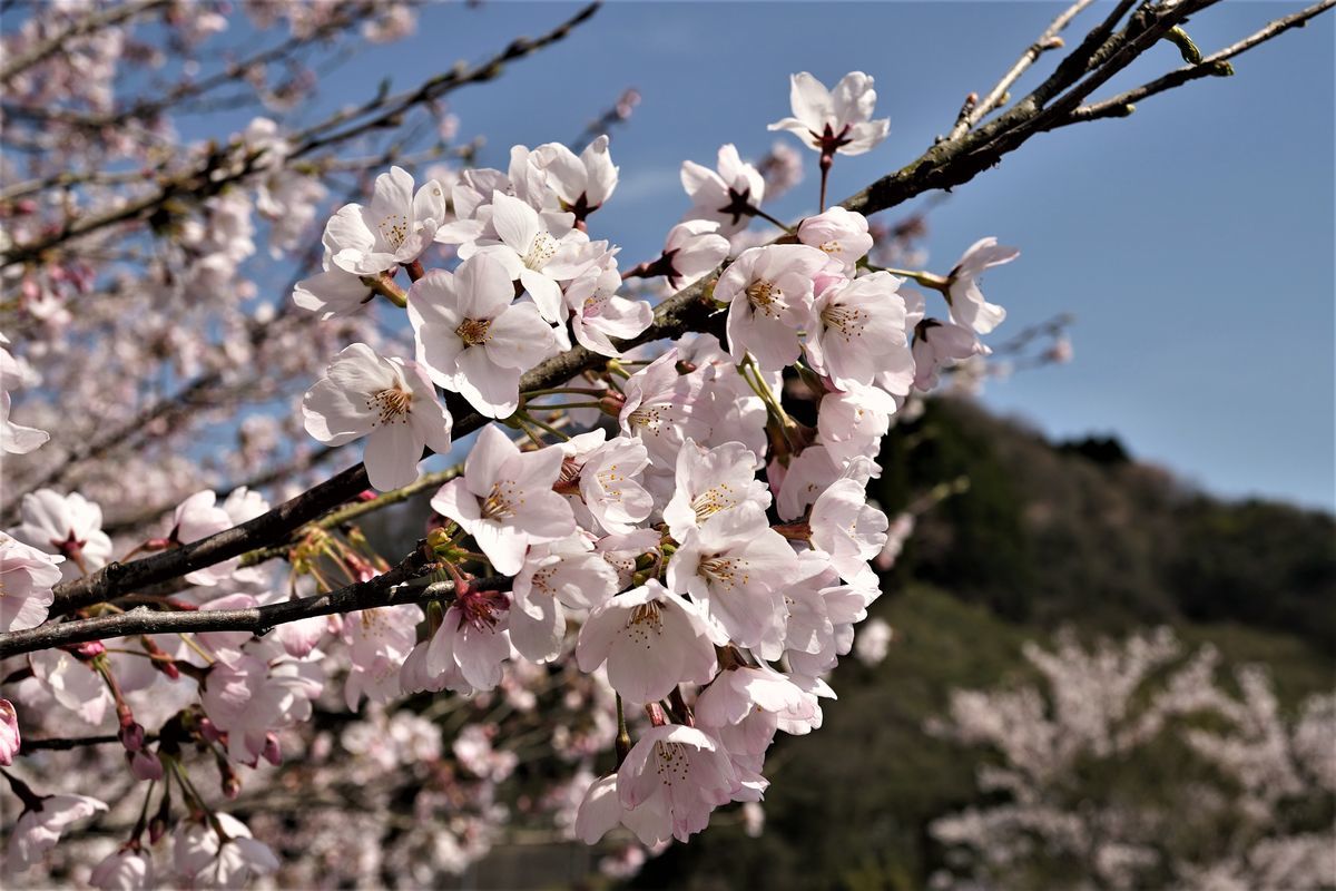 f:id:ohirune-manbou:20200402220249j:plain