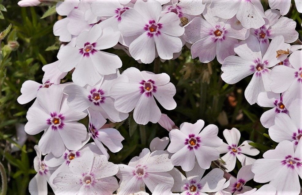f:id:ohirune-manbou:20200408224207j:plain f:id:ohirune-manbou:20200408224207j:plain