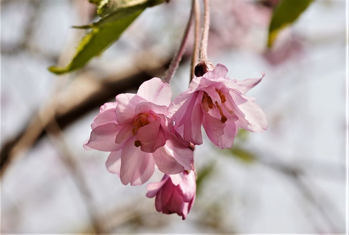 f:id:ohirune-manbou:20200408224308j:plain f:id:ohirune-manbou:20200408224308j:plain