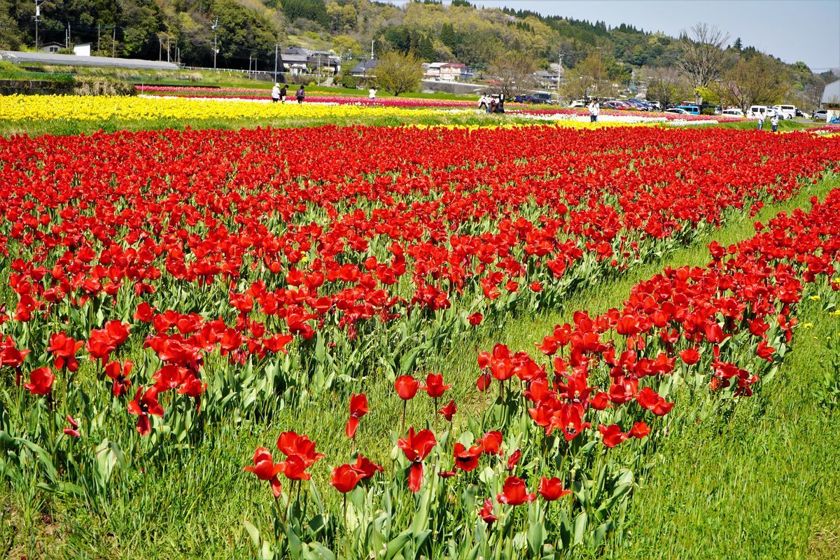 f:id:ohirune-manbou:20200409214311j:plain f:id:ohirune-manbou:20200409214311j:plain