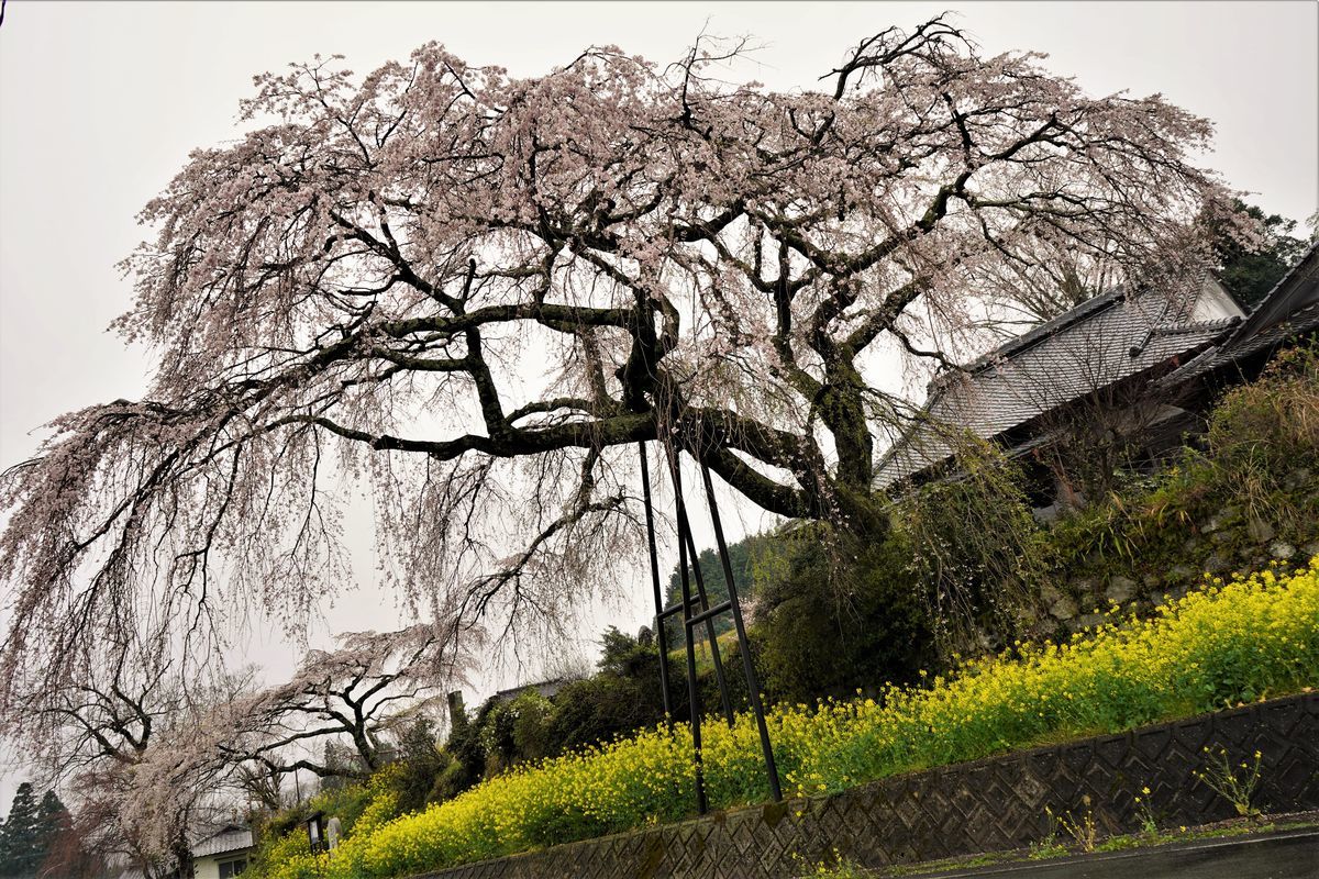 f:id:ohirune-manbou:20200411213643j:plain