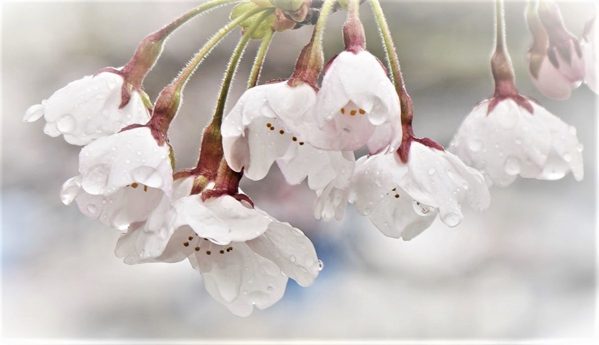 f:id:ohirune-manbou:20200411214445j:plain