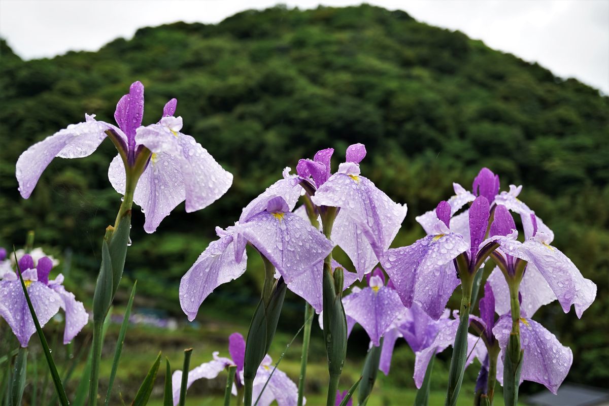 f:id:ohirune-manbou:20200615220203j:plain
