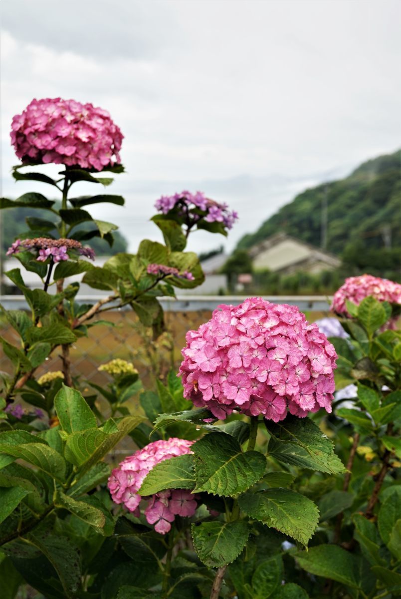 f:id:ohirune-manbou:20200615221210j:plain