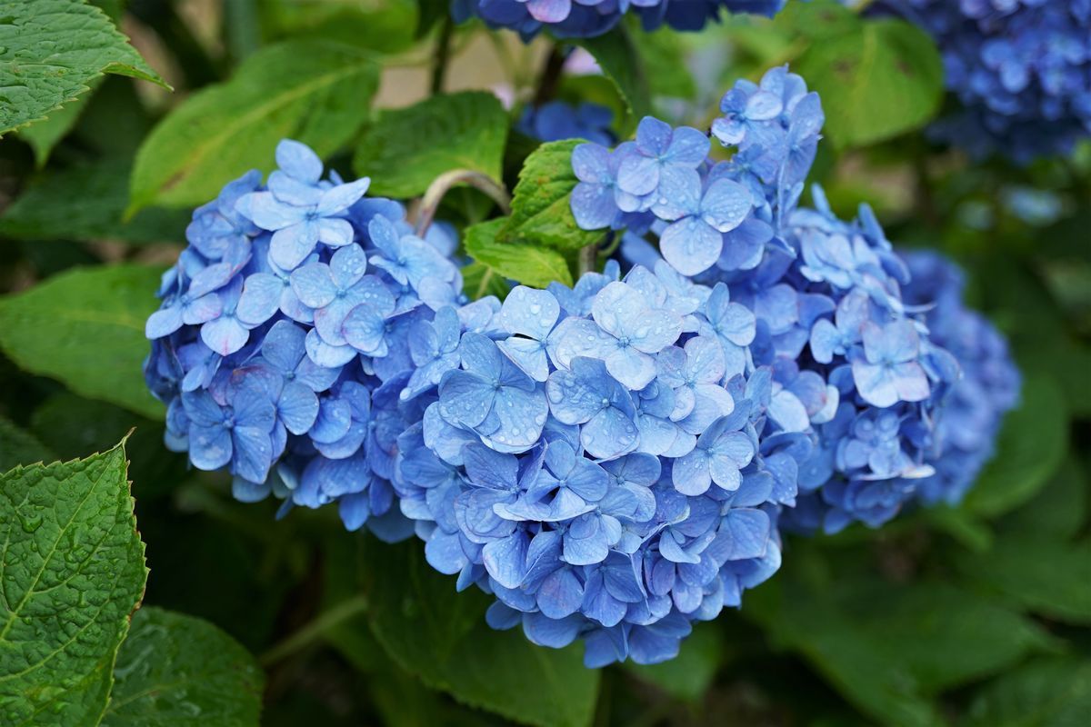 f:id:ohirune-manbou:20200615221252j:plain